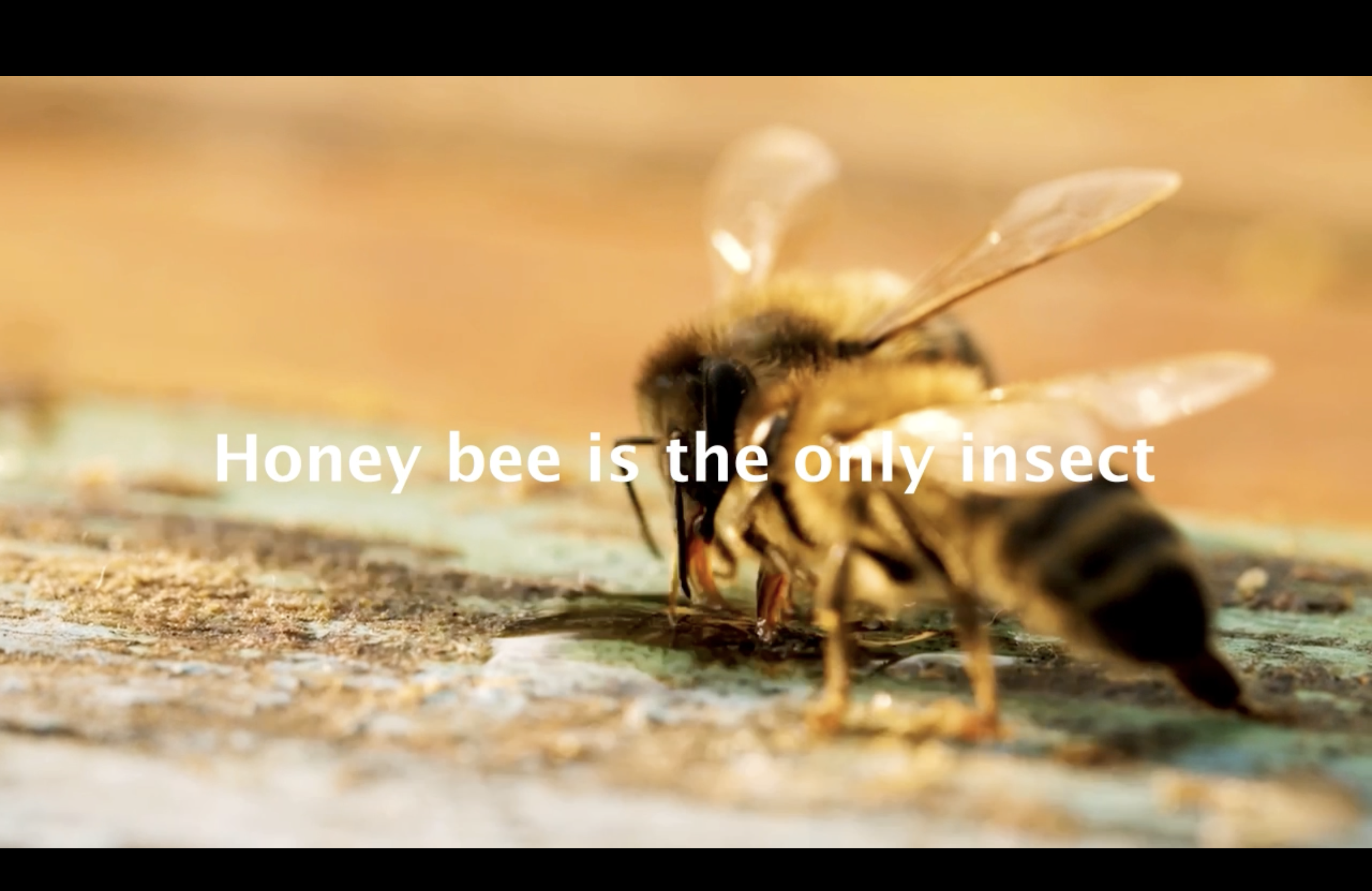 Bee